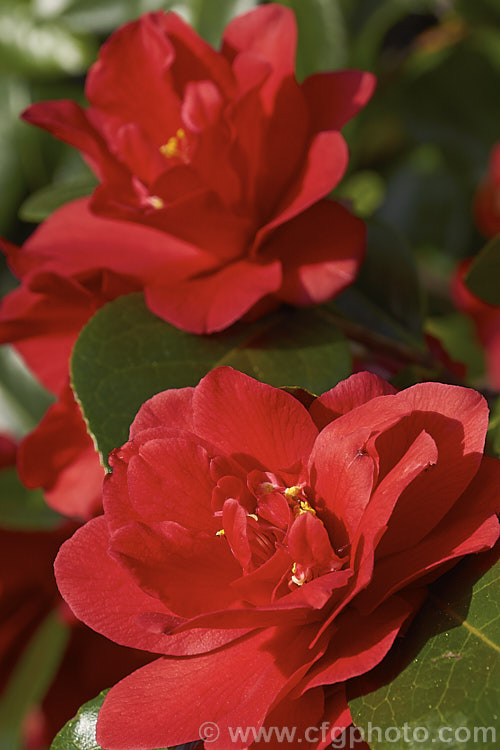 <i>Camellia</i> 'Dixie Knight', a long-flowering, American-raised, informal double-flowered Japonica cultivar introduced in 1955. The bright red flowers often show small white flecks and several variegated flowered sports have been introduced. Order: Ericales, Family: Theaceae