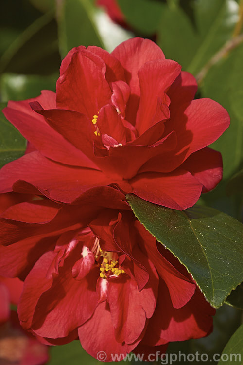 <i>Camellia</i> 'Dixie Knight', a long-flowering, American-raised, informal double-flowered Japonica cultivar introduced in 1955. The bright red flowers often show small white flecks and several variegated flowered sports have been introduced. Order: Ericales, Family: Theaceae