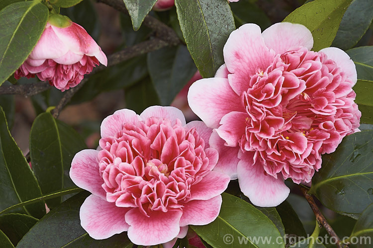 <i>Camellia</i> 'Ballet Queen Variegated', a variegated flower sport of 'Ballet Queen', a <i>Camellia saluenensis</i> x <i>Camellia japonica</i> 'Leviathan' hybrid raised by Les Jury of New Zealand and introduced in 1976. The flower patterns are irregular but the colours are consistent. Order: Ericales, Family: Theaceae