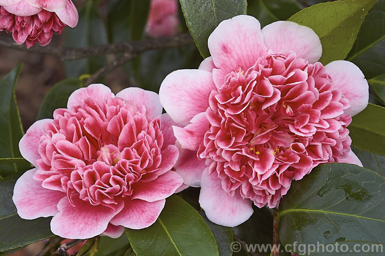 <i>Camellia</i> 'Ballet Queen Variegated', a variegated flower sport of 'Ballet Queen', a <i>Camellia saluenensis</i> x <i>Camellia japonica</i> 'Leviathan' hybrid raised by Les Jury of New Zealand and introduced in 1976. The flower patterns are irregular but the colours are consistent. Order: Ericales, Family: Theaceae