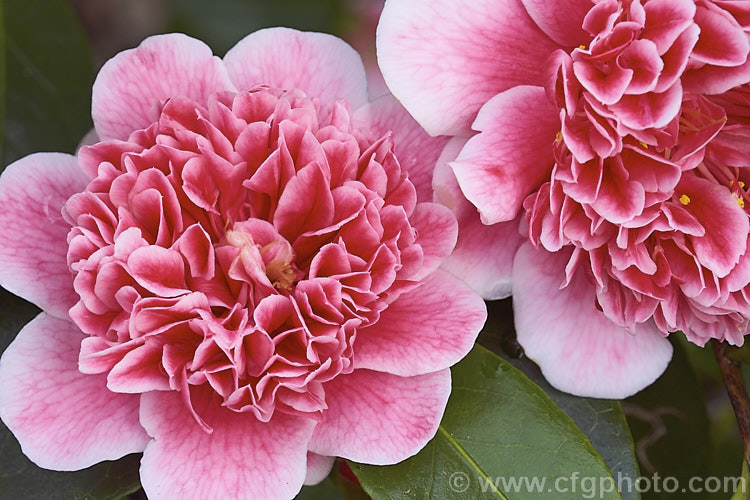 <i>Camellia</i> 'Ballet Queen Variegated', a variegated flower sport of 'Ballet Queen', a <i>Camellia saluenensis</i> x <i>Camellia japonica</i> 'Leviathan' hybrid raised by Les Jury of New Zealand and introduced in 1976. The flower patterns are irregular but the colours are consistent. Order: Ericales, Family: Theaceae