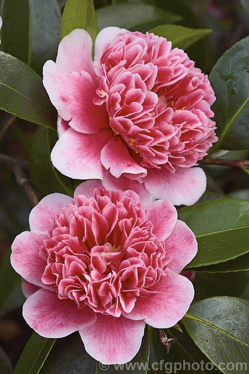 <i>Camellia</i> 'Ballet Queen Variegated', a variegated flower sport of 'Ballet Queen', a <i>Camellia saluenensis</i> x <i>Camellia japonica</i> 'Leviathan' hybrid raised by Les Jury of New Zealand and introduced in 1976. The flower patterns are irregular but the colours are consistent. Order: Ericales, Family: Theaceae