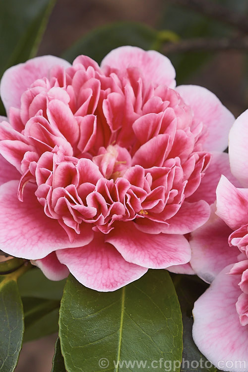 <i>Camellia</i> 'Ballet Queen Variegated', a variegated flower sport of 'Ballet Queen', a <i>Camellia saluenensis</i> x <i>Camellia japonica</i> 'Leviathan' hybrid raised by Les Jury of New Zealand and introduced in 1976. The flower patterns are irregular but the colours are consistent. Order: Ericales, Family: Theaceae