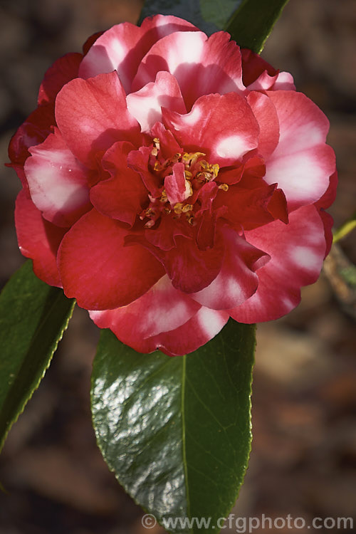 <i>Camellia</i> 'Dixie Knight Variegated', a variegated flower sport of a long-blooming, American-raised, informal double-flowered Japonica cultivar introduced in 1955. The red-flowered 'Dixie Knight' frequently produces white marked blooms and the variegated cultivars show a range of patterning from just a few white sectors to the largely white 'Dixie Knight Supreme'. Order: Ericales, Family: Theaceae