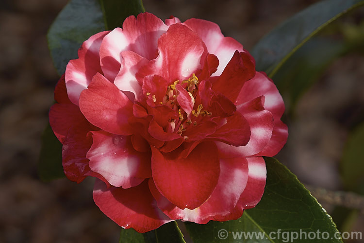 <i>Camellia</i> 'Dixie Knight Variegated', a variegated flower sport of a long-blooming, American-raised, informal double-flowered Japonica cultivar introduced in 1955. The red-flowered 'Dixie Knight' frequently produces white marked blooms and the variegated cultivars show a range of patterning from just a few white sectors to the largely white 'Dixie Knight Supreme'. Order: Ericales, Family: Theaceae