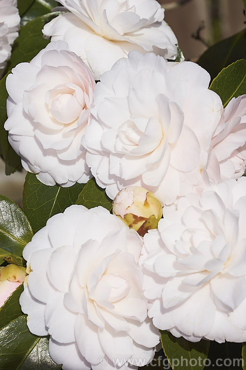 <i>Camellia</i> 'Twilight', a strong-growing Japonica cultivar introduced in 1964 by Nuccio of California. The buds are mid-pink but open to large, almost white, formal double blooms. Order: Ericales, Family: Theaceae