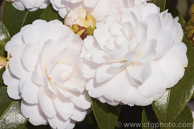 <i>Camellia</i> 'Twilight', a strong-growing Japonica cultivar introduced in 1964 by Nuccio of California. The buds are mid-pink but open to large, almost white, formal double blooms. Order: Ericales, Family: Theaceae