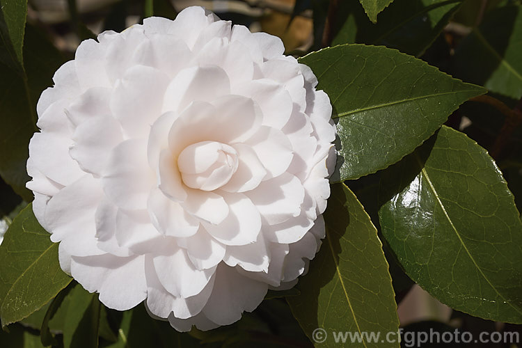 <i>Camellia</i> 'Twilight', a strong-growing Japonica cultivar introduced in 1964 by Nuccio of California. The buds are mid-pink but open to large, almost white, formal double blooms. Order: Ericales, Family: Theaceae