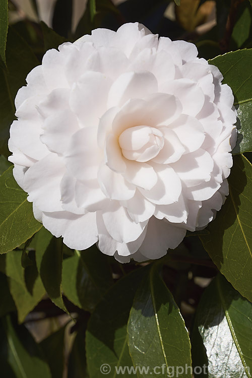 <i>Camellia</i> 'Twilight', a strong-growing Japonica cultivar introduced in 1964 by Nuccio of California. The buds are mid-pink but open to large, almost white, formal double blooms. Order: Ericales, Family: Theaceae