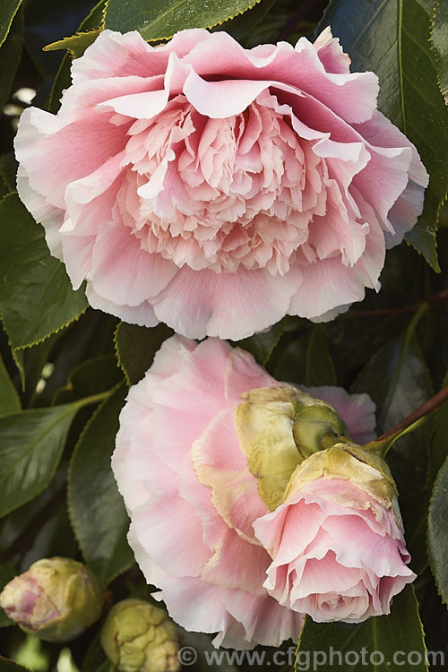 <i>Camellia</i> 'Elegans Splendor', a large flowered petaloid-centred Japonica cultivar. The edges of the petals are serrated as are the edges of the leaves 'Elegans Splendor' is a sport of 'CM. Wilson that was introduced in 1969. Order: Ericales, Family: Theaceae