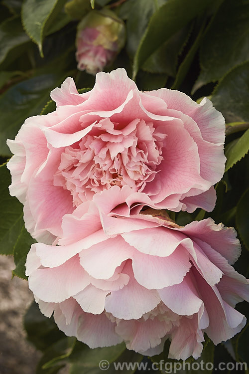 <i>Camellia</i> 'Elegans Splendor', a large flowered petaloid-centred Japonica cultivar. The edges of the petals are serrated as are the edges of the leaves 'Elegans Splendor' is a sport of 'CM. Wilson that was introduced in 1969. Order: Ericales, Family: Theaceae