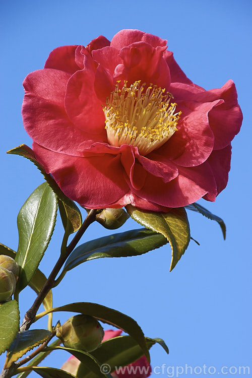 <i>Camellia</i> 'Guilio Nuccio', a large-flowered, Californian-raised Japonica introduced in 1956. The velvety flowers are a deep pink bordering on red. Order: Ericales, Family: Theaceae