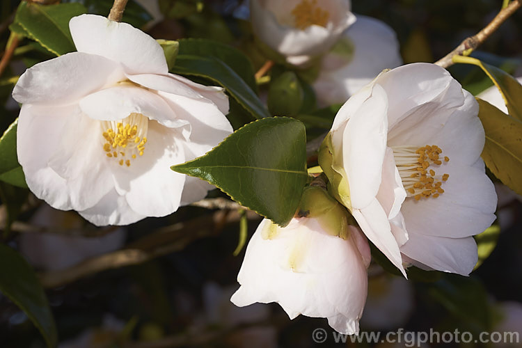 <i>Camellia</i> 'Spencer's Pink', a chance seedling dating from the 1930s, this Australian Japonica cultivar was introduced in 1940. It flowers over a long season and produces large, single, very pale pink flowers. Order: Ericales, Family: Theaceae