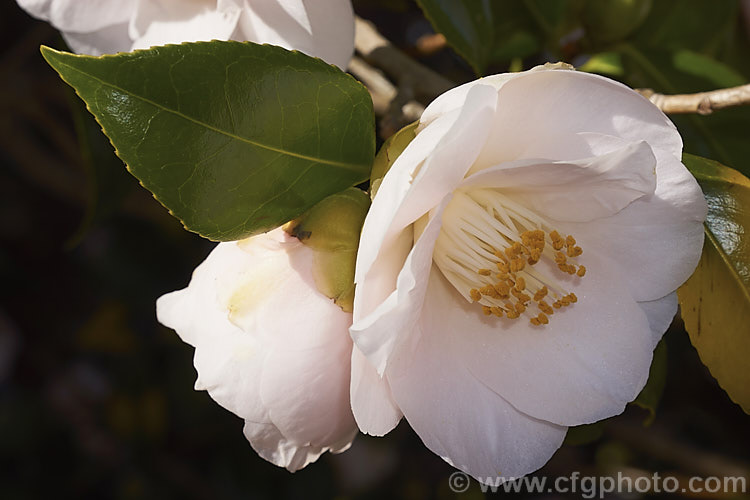 <i>Camellia</i> 'Spencer's Pink', a chance seedling dating from the 1930s, this Australian Japonica cultivar was introduced in 1940. It flowers over a long season and produces large, single, very pale pink flowers. Order: Ericales, Family: Theaceae