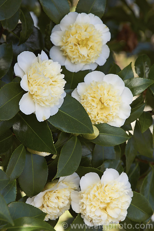 <i>Camellia</i> 'Brushfield's Yellow', an Australian-raised Japonica cultivar with a yellow-tinted petaloid anemone centre. It develops into a medium-sized bush, and was bred by Keith Brushfield and introduced in 1968. Order: Ericales, Family: Theaceae