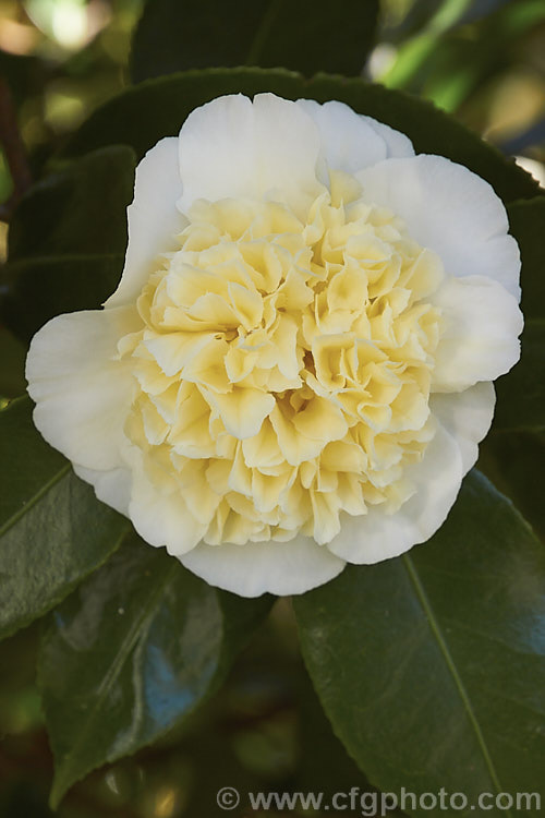 <i>Camellia</i> 'Brushfield's Yellow', an Australian-raised Japonica cultivar with a yellow-tinted petaloid anemone centre. It develops into a medium-sized bush, and was bred by Keith Brushfield and introduced in 1968. Order: Ericales, Family: Theaceae