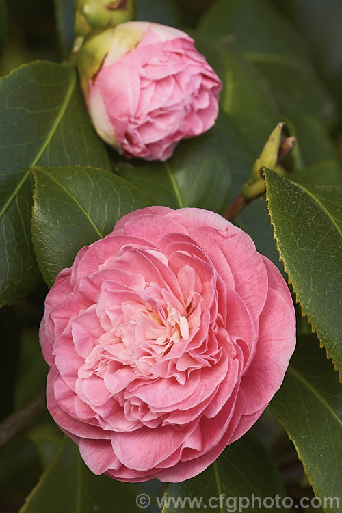 <i>Camellia</i> 'Debutante', an American Japonica cultivar dating from the early 1900s. Also known as 'Sara C. Hastie', it is a medium sized bush with small to medium-sized, densely double flowers. Order: Ericales, Family: Theaceae