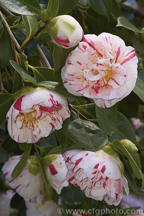 <i>Camellia</i> 'Countess of Orkney', a loose semi-double peony form Japonica cultivar with large flowers. It was raised in Britain and introduced in 1847. The patterns of stripes, flecks and sometimes irregular sectors or patches is variable but the semi-petaloid centre is distinctive. Order: Ericales, Family: Theaceae