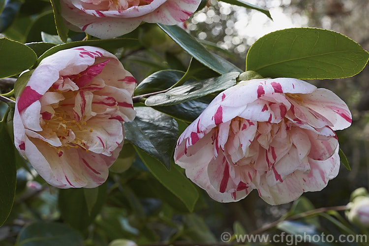 <i>Camellia</i> 'Countess of Orkney', a loose semi-double peony form Japonica cultivar with large flowers. It was raised in Britain and introduced in 1847. The patterns of stripes, flecks and sometimes irregular sectors or patches is variable but the semi-petaloid centre is distinctive. Order: Ericales, Family: Theaceae