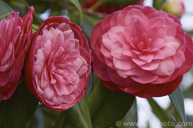 <i>Camellia</i> 'April Kiss', a compact Japonica cultivar with small, formal double to rose form flowers that often have a somewhat flattened appearance. While usually listed as a Japonica cultivar, there is a suggestion that it may be <i>Camellia oleifera</i> x <i>Camellia japonica</i> hybrid. Order: Ericales, Family: Theaceae