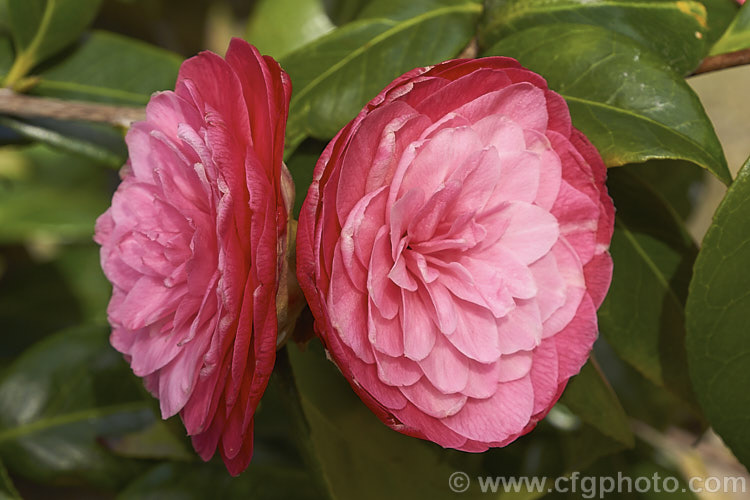 <i>Camellia</i> 'April Kiss', a compact Japonica cultivar with small, formal double to rose form flowers that often have a somewhat flattened appearance. While usually listed as a Japonica cultivar, there is a suggestion that it may be <i>Camellia oleifera</i> x <i>Camellia japonica</i> hybrid. Order: Ericales, Family: Theaceae