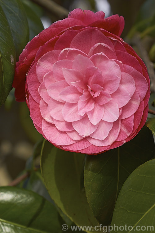 <i>Camellia</i> 'April Kiss', a compact Japonica cultivar with small, formal double to rose form flowers that often have a somewhat flattened appearance. While usually listed as a Japonica cultivar, there is a suggestion that it may be <i>Camellia oleifera</i> x <i>Camellia japonica</i> hybrid. Order: Ericales, Family: Theaceae