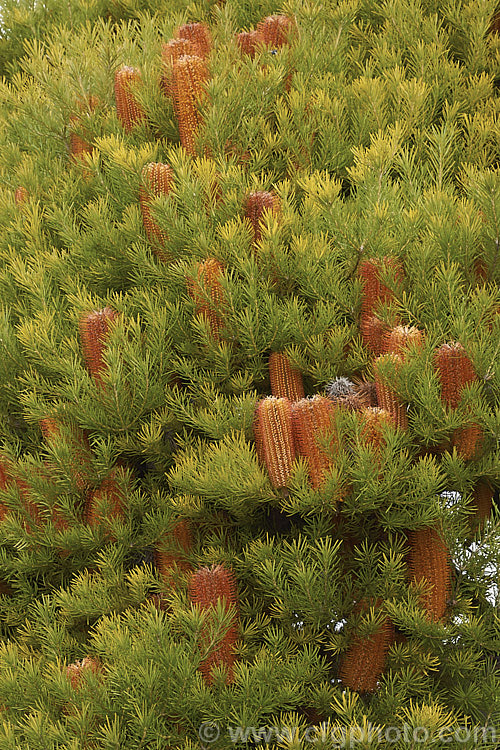 Heath-leafed. Banksia (<i>Banksia ericifolia</i>), one of the hardiest banksias, this narrow-leafed shrub grows to 5m tall and is found naturally in coastal parts of New South Wales, Australia. The flowerheads are up to 30cm long and open through the cooler months. Order: Proteales, Family: Proteaceae