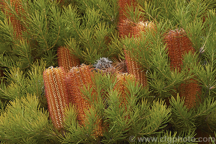 Heath-leafed. Banksia (<i>Banksia ericifolia</i>), one of the hardiest banksias, this narrow-leafed shrub grows to 5m tall and is found naturally in coastal parts of New South Wales, Australia. The flowerheads are up to 30cm long and open through the cooler months. Order: Proteales, Family: Proteaceae