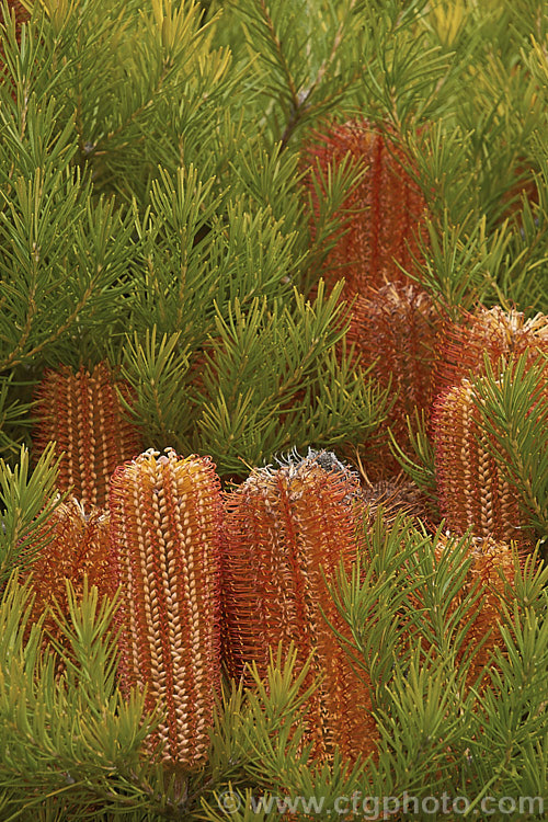 Heath-leafed. Banksia (<i>Banksia ericifolia</i>), one of the hardiest banksias, this narrow-leafed shrub grows to 5m tall and is found naturally in coastal parts of New South Wales, Australia. The flowerheads are up to 30cm long and open through the cooler months. Order: Proteales, Family: Proteaceae