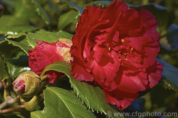 <i>Camellia</i> 'Holly Bright', a Japonica cultivar noted not only for its showy semi-double flowers, but also its lush, deeply serrated foliage. It was raised by Nuccio of California and introduced in 1985. Order: Ericales, Family: Theaceae