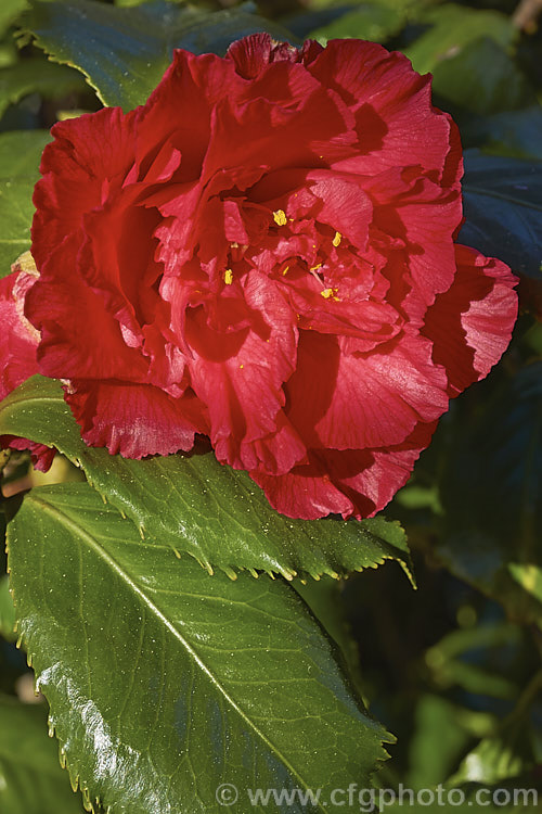 <i>Camellia</i> 'Holly Bright', a Japonica cultivar noted not only for its showy semi-double flowers, but also its lush, deeply serrated foliage. It was raised by Nuccio of California and introduced in 1985. Order: Ericales, Family: Theaceae