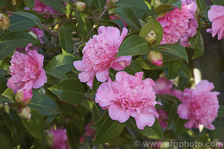 <i>Camellia</i> 'Debutante', an American Japonica cultivar dating from the early 1900s. Also known as 'Sara C. Hastie', it is a medium sized bush with small to medium-sized, densely double flowers. Order: Ericales, Family: Theaceae