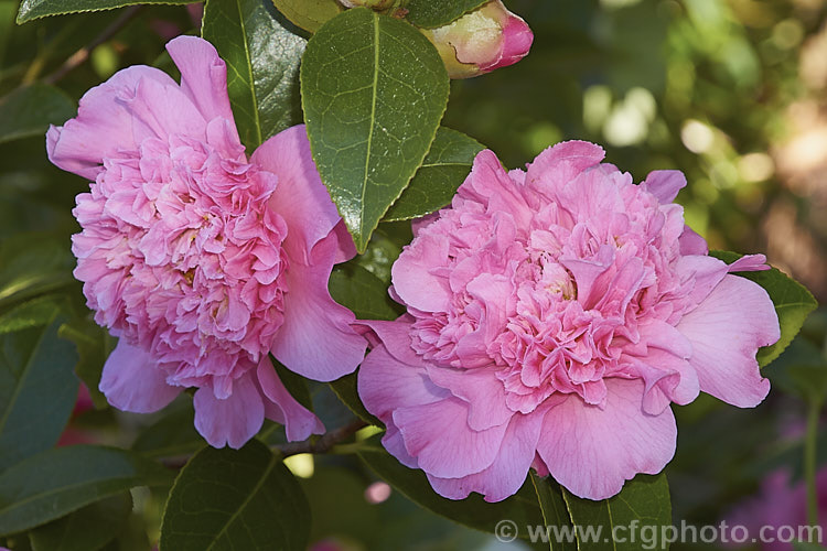 <i>Camellia</i> 'Debutante', an American Japonica cultivar dating from the early 1900s. Also known as 'Sara C. Hastie', it is a medium sized bush with small to medium-sized, densely double flowers. Order: Ericales, Family: Theaceae