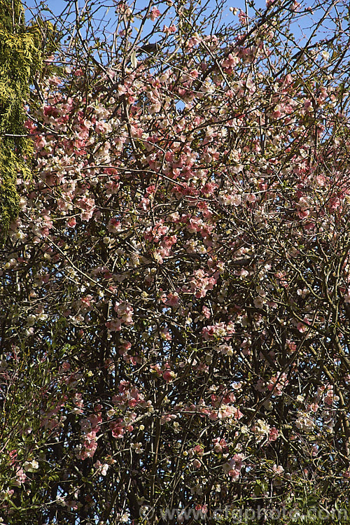 Chaenomeles speciosa 'Moerloosei', a cultivar of a species of flowering quince native to China. Its distinctive flowers open white but age to pink, creating a variable two-tone effect. chaenomeles-2423htm'>Chaenomeles.