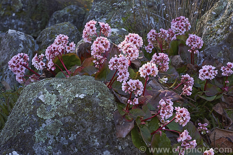 Pigsqueak (<i>Bergenia cordifolia</i>), a hardy perennial native to Siberia. The large leaves are near-evergreen in mild climates. Its flowers, on reddish stems up to 30cm high, open from late winter. These plants are shown in late winter as they begin flowering but still have some of the older foliage. bergenia-2281htm'>Bergenia. <a href='saxifragaceae-plant-family-photoshtml'>Saxifragaceae</a>.