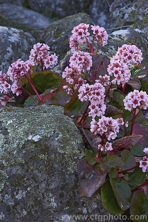 Pigsqueak (<i>Bergenia cordifolia</i>), a hardy perennial native to Siberia. The large leaves are near-evergreen in mild climates. Its flowers, on reddish stems up to 30cm high, open from late winter. These plants are shown in late winter as they begin flowering but still have some of the older foliage. bergenia-2281htm'>Bergenia. <a href='saxifragaceae-plant-family-photoshtml'>Saxifragaceae</a>.