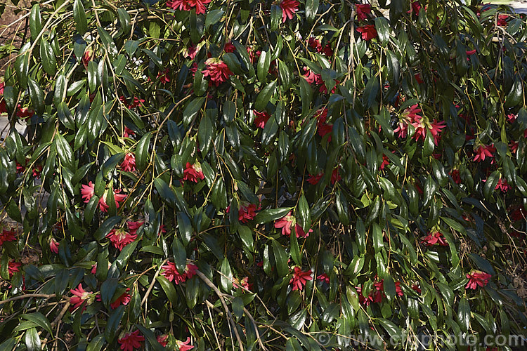 <i>Camellia</i> 'Hakuhan Kujaki' (syn 'White-Spotted Peacock'). A Japanese japonica cultivar that is thought to be very old, though it can only be traced back to 1956. It develops into a small bush with a weeping growth habit. The flowers are red but have the occasional spot or splash of white. Order: Ericales, Family: Theaceae