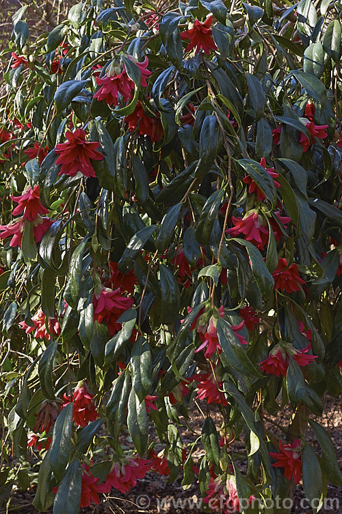 <i>Camellia</i> 'Hakuhan Kujaki' (syn 'White-Spotted Peacock'). A Japanese japonica cultivar that is thought to be very old, though it can only be traced back to 1956. It develops into a small bush with a weeping growth habit. The flowers are red but have the occasional spot or splash of white. Order: Ericales, Family: Theaceae