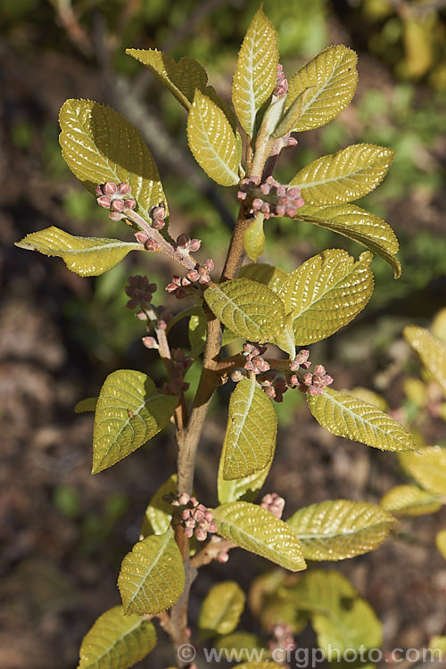 The freshly expanding young foliage and flower buds of Alniphyllum fortunei, a large deciduous shrub or small tree to 10m tall, native to western China. The leaves, yellow-gold-tinted and downy when young, are up to 15cm long, as are its heads of small, summer-borne, white flowers. alniphyllum-2255htm'>Alniphyllum. <a href='styracaceae-plant-family-photoshtml'>Styracaceae</a>.