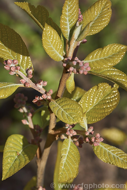 The freshly expanding young foliage and flower buds of Alniphyllum fortunei, a large deciduous shrub or small tree to 10m tall, native to western China. The leaves, yellow-gold-tinted and downy when young, are up to 15cm long, as are its heads of small, summer-borne, white flowers. alniphyllum-2255htm'>Alniphyllum. <a href='styracaceae-plant-family-photoshtml'>Styracaceae</a>.