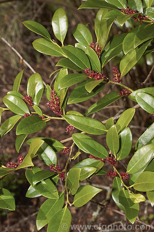 Myrtle-leaf. Distylium (<i>Distylium myricoides</i>), an evergreen shrub or small tree native to southern China. It has a lateral branching habit, resulting in rather tiered growth. Sprays of small red flowers appear in spring. It can grow to over 10m tall in the wild but rarely exceeds 4m in cultivation. distylium-2878htm'>Distylium. <a href='hamamelidaceae-plant-family-photoshtml'>Hamamelidaceae</a>.