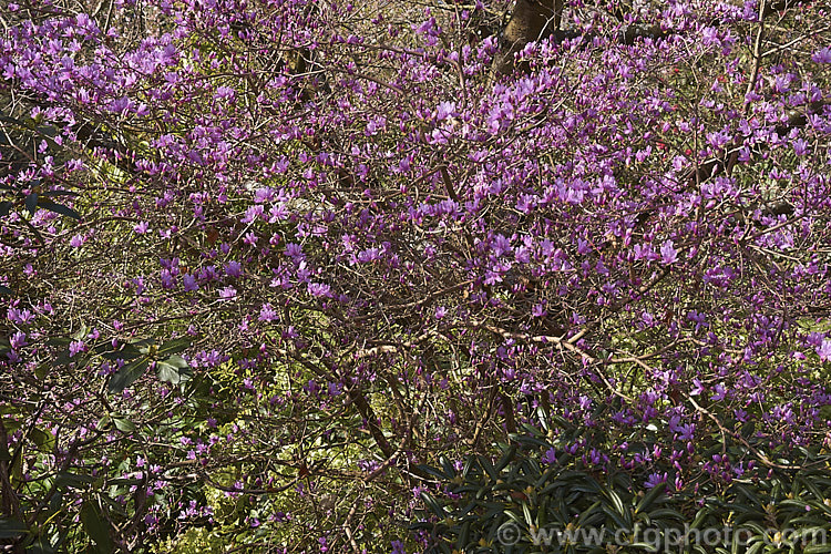 Rhododendron dauricum, a deciduous rhododendron that is not considered to be an azalea. It is native to cool temperate to Subarctic. East Asia from the Altai. Mountains eastwards through. Siberia and China to SakhalinIsland and Japan. It is usually in flower by late winter and blooms before the foliage develops