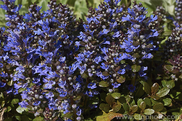 Ajuga reptans 'Purpurea', a purple-bronze-leafed cultivar of the Common Bugle (<i>Ajuga reptans</i>), an evergreen, carpeting, spring- to early summer-flowering European perennial. ajuga-2272htm'>Ajuga.