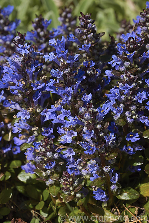 Ajuga reptans 'Purpurea', a purple-bronze-leafed cultivar of the Common Bugle (<i>Ajuga reptans</i>), an evergreen, carpeting, spring- to early summer-flowering European perennial. ajuga-2272htm'>Ajuga.