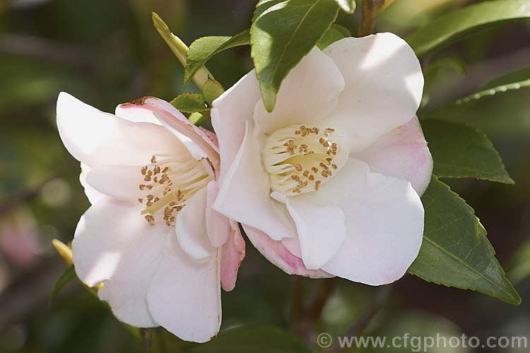 <i>Camellia</i> 'Quintessence', a New Zealand-raised <i>Camellia lutchuensis</i> hybrid introduced in 1985. It is a compact plant with a spreading habit and mildly scented flowers. Order: Ericales, Family: Theaceae