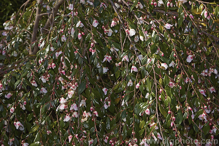 <i>Camellia lutchuensis</i> var. <i>minutiflora</i> (syn. <i>Camellia minutiflora</i>), a small-flowered natural variety of an evergreen shrub native to eastern China, including Hong Kong The species can grow to 6m tall, though var. <i>minutiflora</i> seldom exceeds 4m and often has a semi-weeping growth habit. Order: Ericales, Family: Theaceae