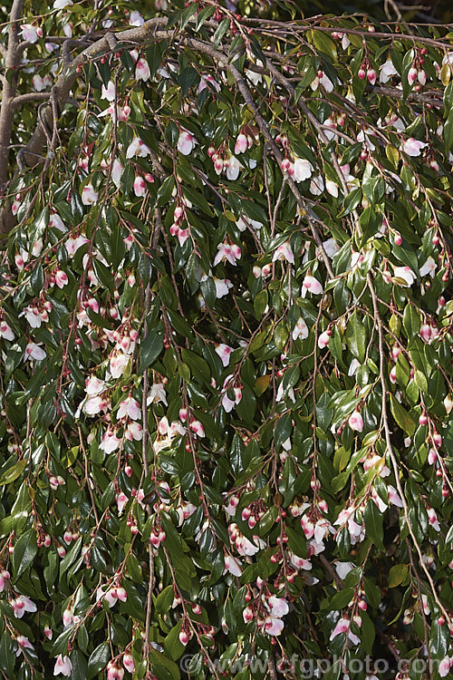 <i>Camellia lutchuensis</i> var. <i>minutiflora</i> (syn. <i>Camellia minutiflora</i>), a small-flowered natural variety of an evergreen shrub native to eastern China, including Hong Kong The species can grow to 6m tall, though var. <i>minutiflora</i> seldom exceeds 4m and often has a semi-weeping growth habit. Order: Ericales, Family: Theaceae