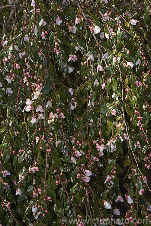 <i>Camellia lutchuensis</i> var. <i>minutiflora</i> (syn. <i>Camellia minutiflora</i>), a small-flowered natural variety of an evergreen shrub native to eastern China, including Hong Kong The species can grow to 6m tall, though var. <i>minutiflora</i> seldom exceeds 4m and often has a semi-weeping growth habit. Order: Ericales, Family: Theaceae