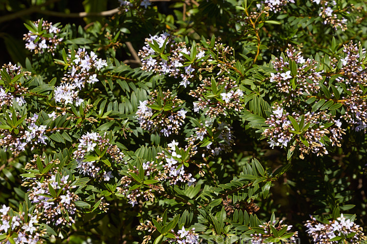 <i>Veronica diosmifolia</i> (syn. <i>Hebe diosmifolia</i>) 'Prostrata', a low-growing form of one of the more commonly cultivated New Zealand hebes. Order: Lamiales, Family: Plantaginaceae