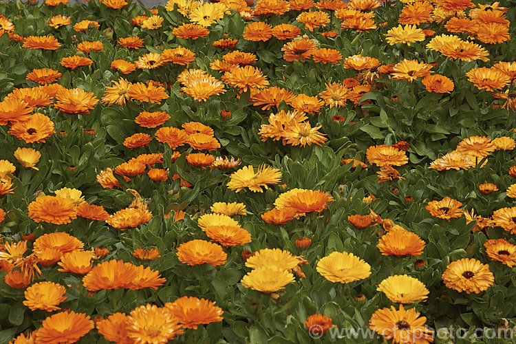 A mass planting of double-flowered Pot. Marigolds or Scotch Marigolds (<i>Calendula officinalis</i>), an annual or short-lived perennial that flowers in winter and early spring. It has extensive herbal and medicinal uses.